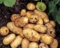 Сорта картофеля — фото и описание