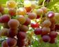 Виноград на даче — особенности ухода и выращивания