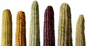Сорта кукурузы — выбираем наиболее урожайные и вкусные!